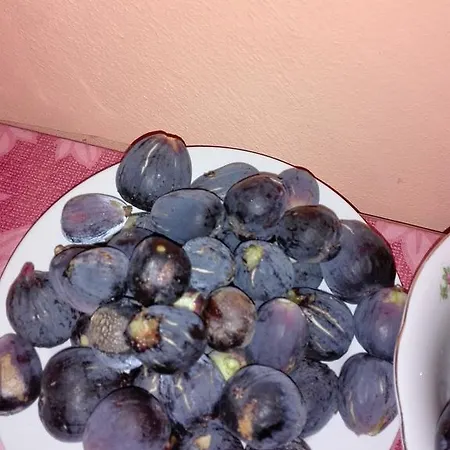 Çiftlik konaklama Fattoria San Vincenzo *