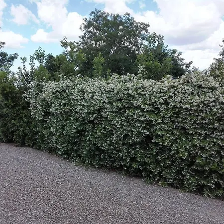 Fattoria San Vincenzo